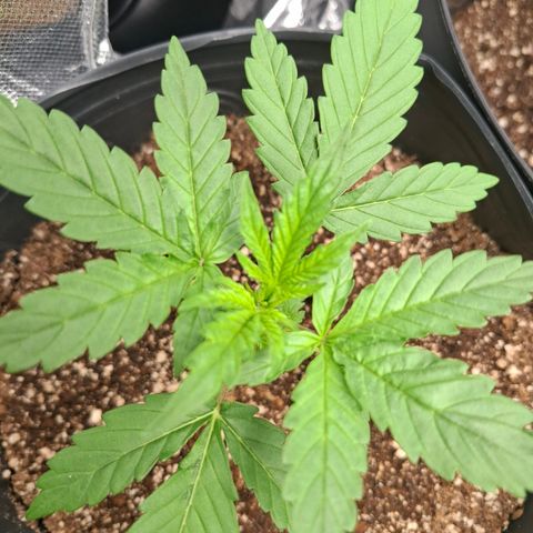 Lemon Haze XXL Auto growlog timeline photo