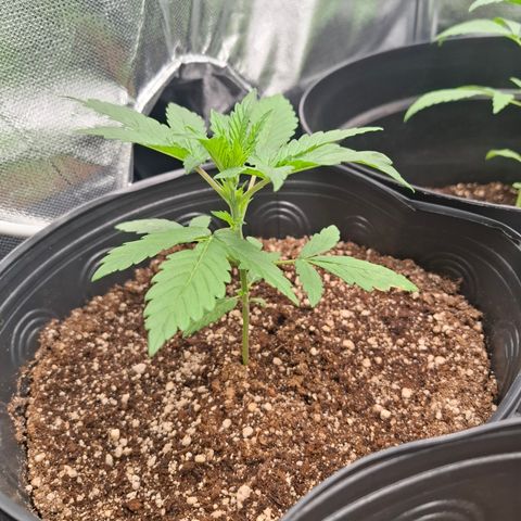 Lemon Haze XXL Auto growlog timeline photo