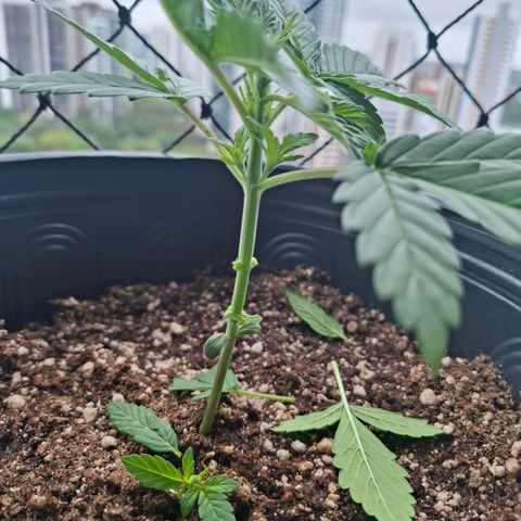 Lemon Haze XXL Auto growlog timeline photo
