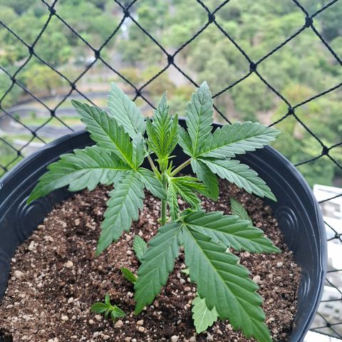 Lemon Haze XXL Auto growlog timeline photo