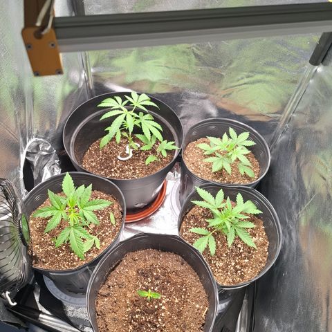 Lemon Haze XXL Auto growlog photo: Coisa lindaaaa