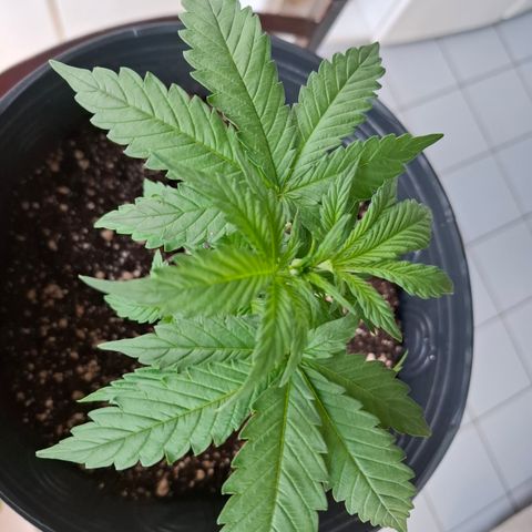 Lemon Haze XXL Auto growlog photo: Após a poda