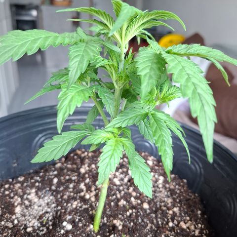 Lemon Haze XXL Auto growlog photo: Após a poda