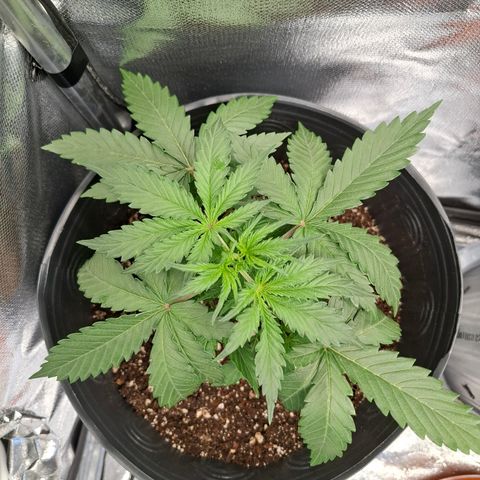 AK XXL Auto growlog timeline photo