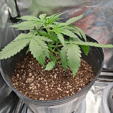 AK XXL Auto growlog timeline photo