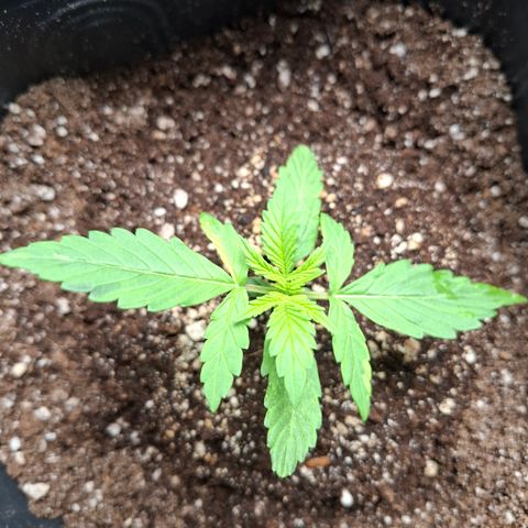 Lemon Haze XXL Auto growlog timeline photo