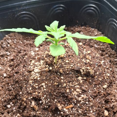 Lemon Haze XXL Auto growlog timeline photo