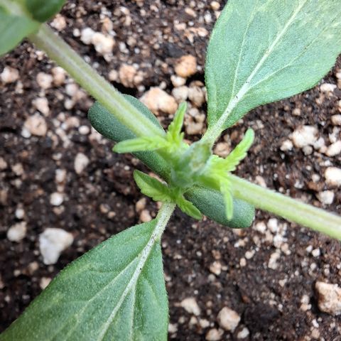 Lemon Haze XXL Auto growlog photo: Poda topping e foram notadas manchas amareladas