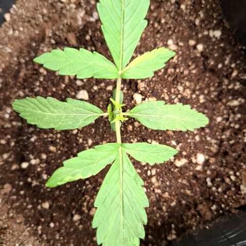 Lemon Haze XXL Auto growlog photo: Poda topping e foram notadas manchas amareladas