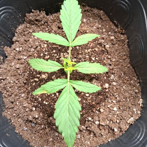 Lemon Haze XXL Auto growlog timeline photo
