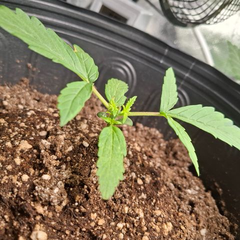Lemon Haze XXL Auto growlog timeline photo