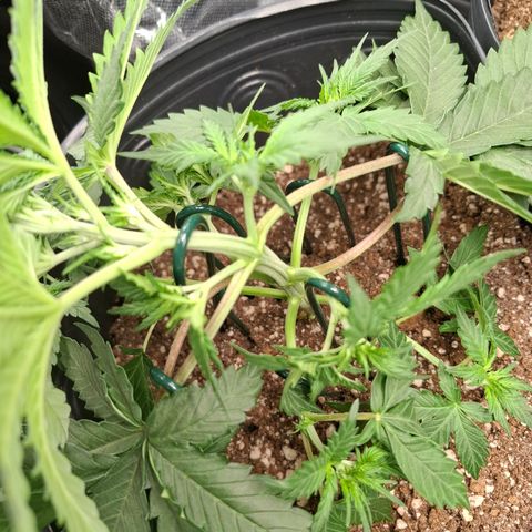 AK XXL Auto growlog timeline photo