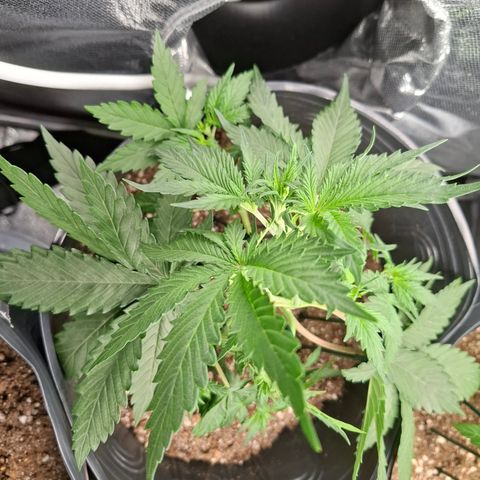AK XXL Auto growlog timeline photo