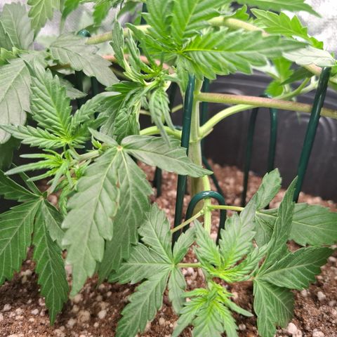 AK XXL Auto growlog timeline photo