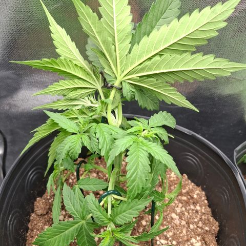 Lemon Haze XXL Auto growlog timeline photo