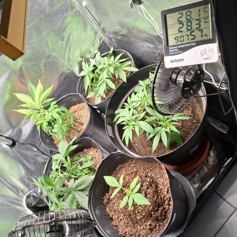 Lemon Haze XXL Auto growlog timeline photo