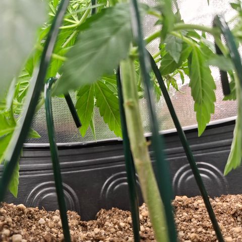 Lemon Haze XXL Auto growlog timeline photo