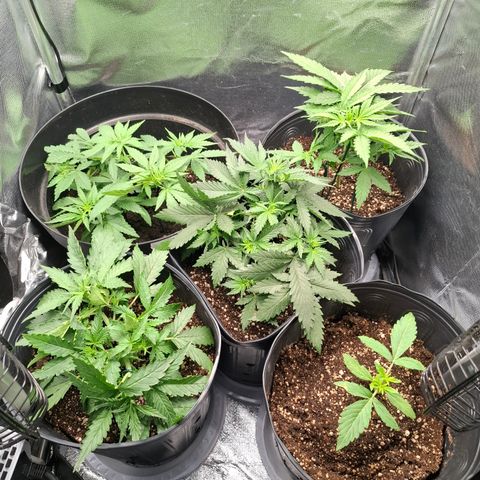 Lemon Haze XXL Auto growlog timeline photo