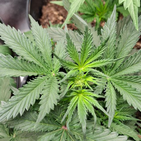 AK XXL Auto growlog photo: Brotinhos lindos