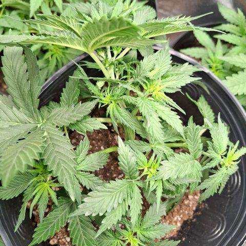 AK XXL Auto growlog photo: Brotinhos lindos