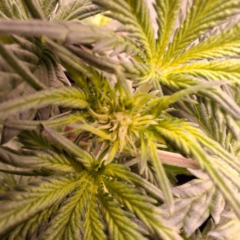 AK XXL Auto growlog photo: Brotinhos lindos