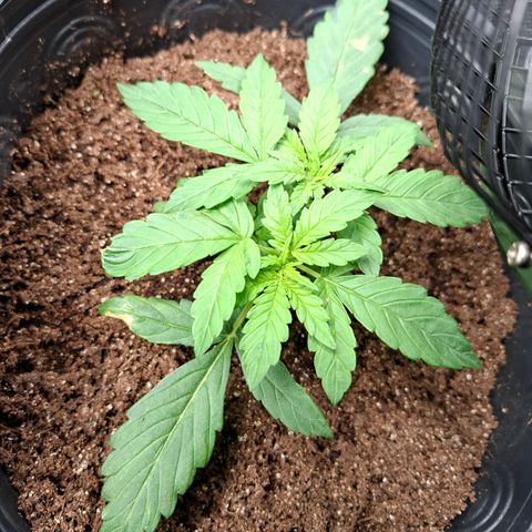 Lemon Haze XXL Auto growlog photo: 16° dia. 
Iniciando a vega
