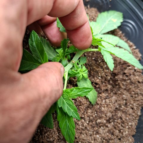 Lemon Haze XXL Auto growlog timeline photo