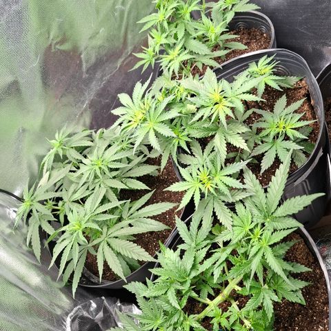 Lemon Haze XXL Auto growlog timeline photo