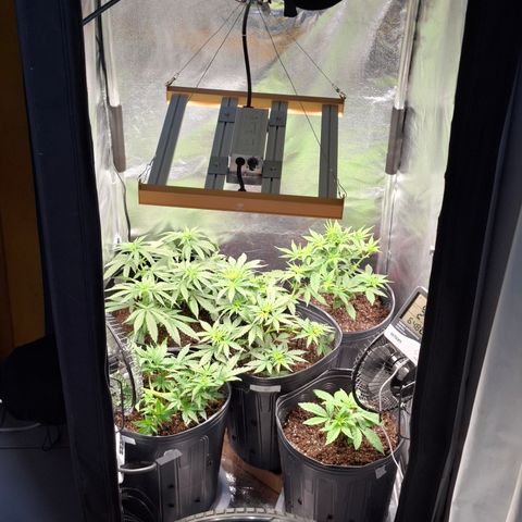 Lemon Haze XXL Auto growlog timeline photo