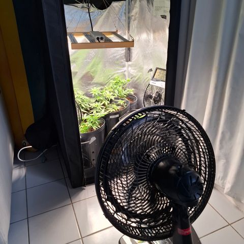 Lemon Haze XXL Auto growlog timeline photo