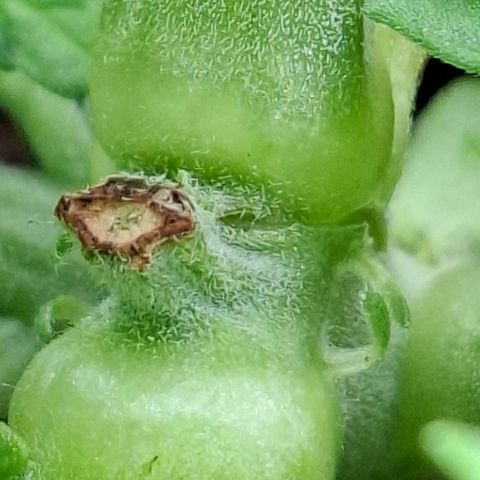 Lemon Haze XXL Auto growlog photo: Acidade. 
#chateado