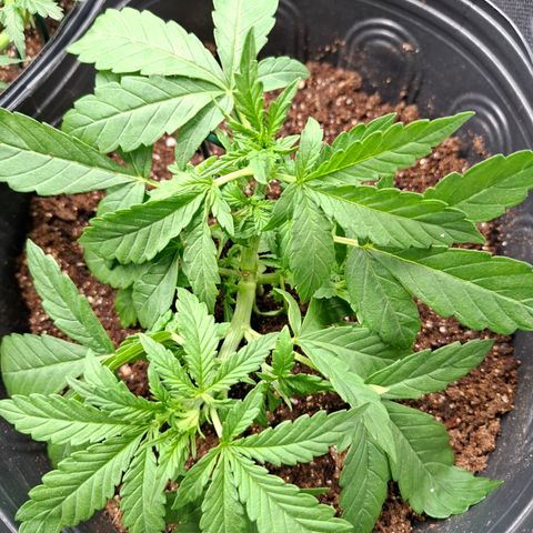 Lemon Haze XXL Auto growlog photo: Acidade. 
#chateado