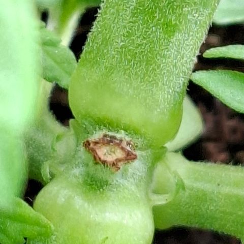 Lemon Haze XXL Auto growlog photo: Acidade. 
#chateado