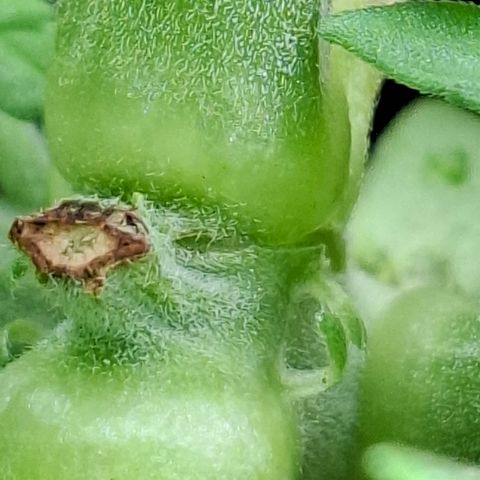 Lemon Haze XXL Auto growlog photo: Acidade. 
#chateado