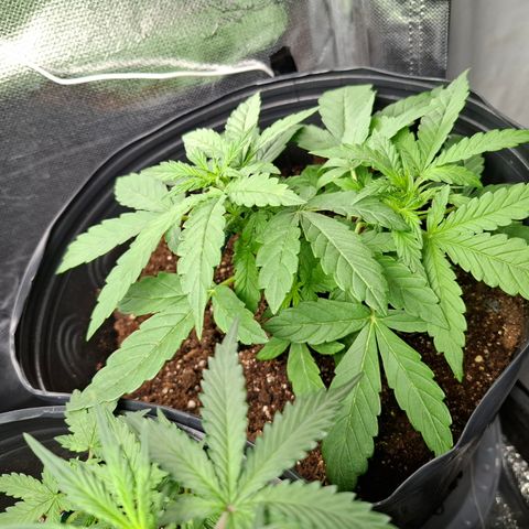Lemon Haze XXL Auto growlog photo: 12hs pos trauma