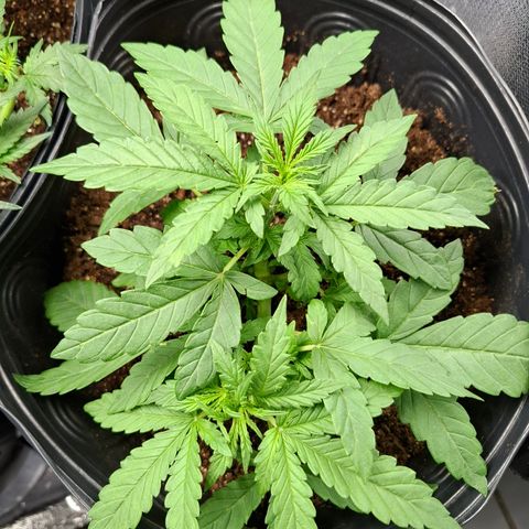 Lemon Haze XXL Auto growlog photo: 12hs pos trauma