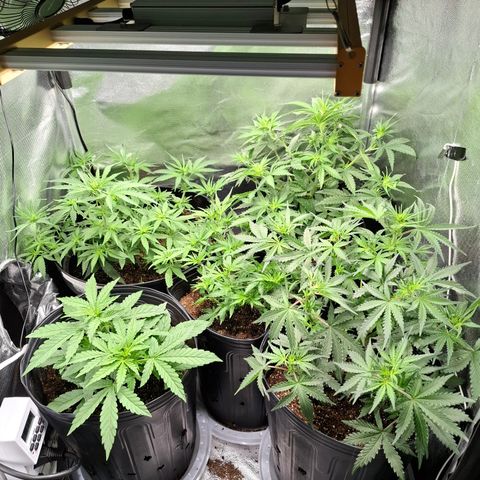 Lemon Haze XXL Auto growlog timeline photo