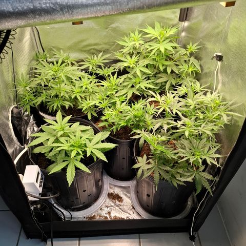 Lemon Haze XXL Auto growlog timeline photo