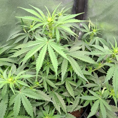 Lemon Haze XXL Auto growlog photo: Ja mostra varios brotos se formando
Fase pré flora. 

Em 1 semana mudaremos configuração para Flora