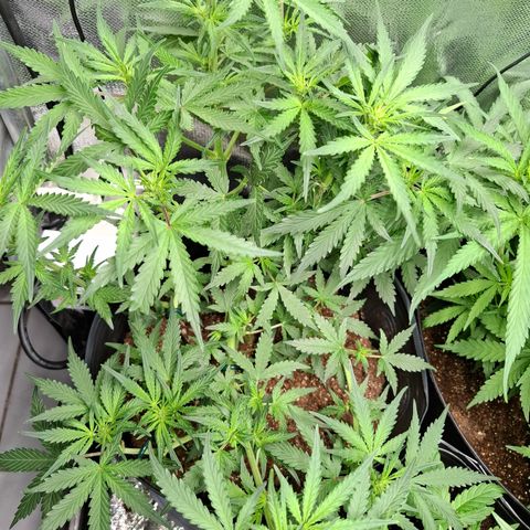 AK XXL Auto growlog photo: Evoluindo bem, foi podada demais e apresenta folhas pequenas. Mas evoluindo bem. Ja apresentando brotos na pre flora