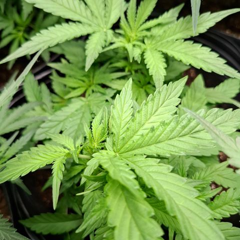 Lemon Haze XXL Auto growlog photo: Evoluindo incrivelmente bem, após sofrer 2 rompimentos quase total do caule principal esquerdo. Após a poda topping