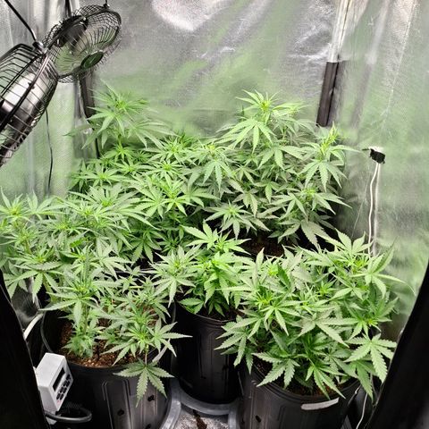 Lemon Haze XXL Auto growlog timeline photo