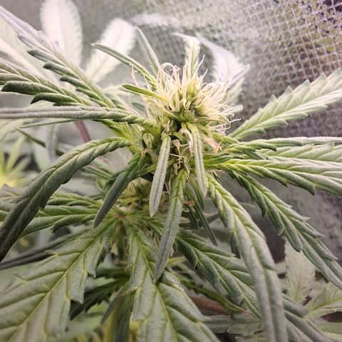 AK XXL Auto growlog timeline photo