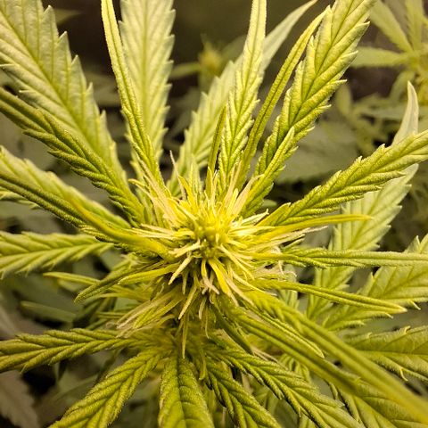 Lemon Haze XXL Auto growlog timeline photo