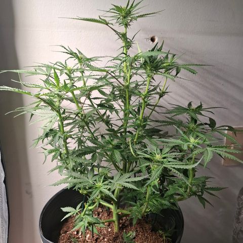 AK XXL Auto growlog timeline photo