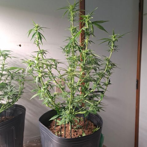 Lemon Haze XXL Auto growlog timeline photo