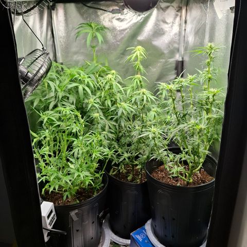 Lemon Haze XXL Auto growlog timeline photo