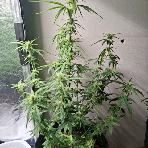 Lemon Haze XXL Auto growlog timeline photo