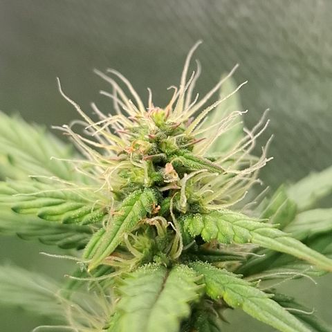 AK XXL Auto growlog photo: Queimadinha da led