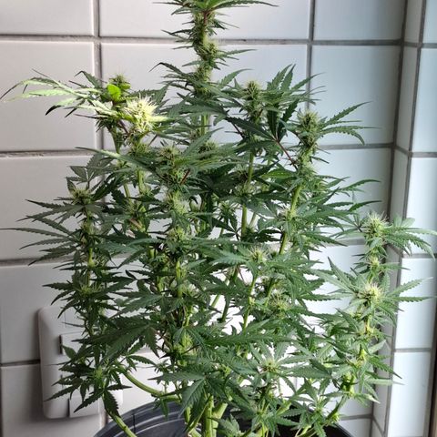 AK XXL Auto growlog timeline photo